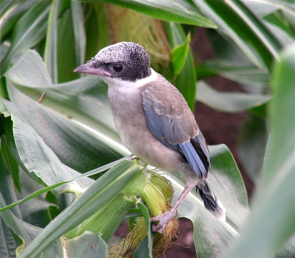 Cyanopica cyanus fledgling. Aomori Prefecture, Japan