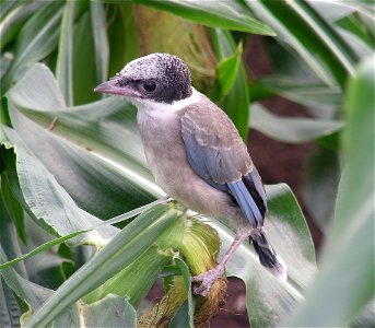 Cyanopica cyanus fledgling. Aomori Prefecture, Japan