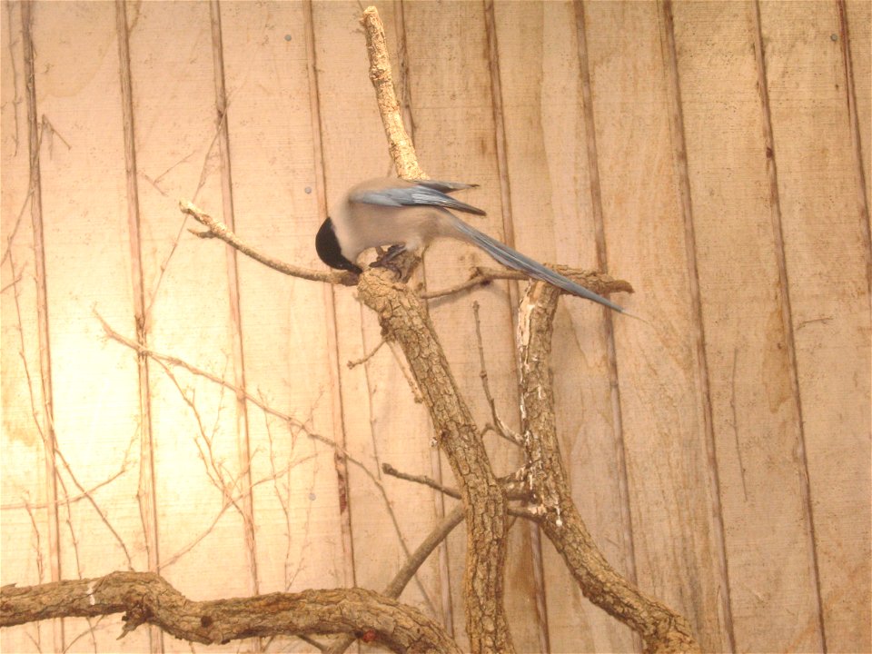 An Azure-winged Magpie.