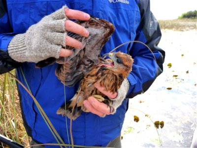 Snail Kite-chick, NPSPhoto, L.Oberhofner, 2013