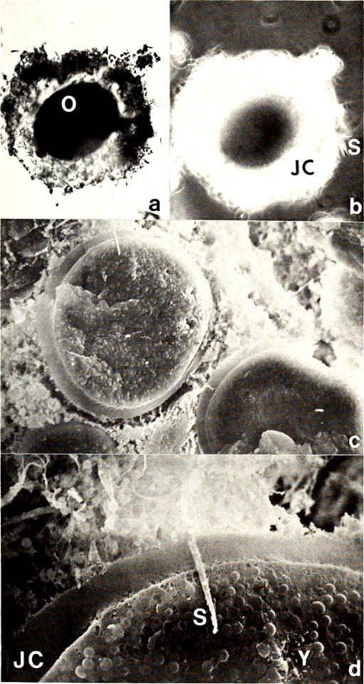 : American malacological bulletin
Identifier: americanmal4519861987amer (find matches)
Year: 1983 (1980s)
Authors: American Malacological Union
Subjects: Mollusks; Mollusks
Publisher: (Hattiesburg, Mi