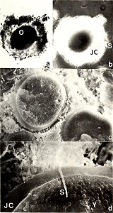 : American malacological bulletin
Identifier: americanmal4519861987amer (find matches)
Year: 1983 (1980s)
Authors: American Malacological Union
Subjects: Mollusks; Mollusks
Publisher: (Hattiesburg, Mi
