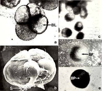 : American malacological bulletin
Identifier: americanmal4519861987amer (find matches)
Year: 1983 (1980s)
Authors: American Malacological Union
Subjects: Mollusks; Mollusks
Publisher: (Hattiesburg, Mi