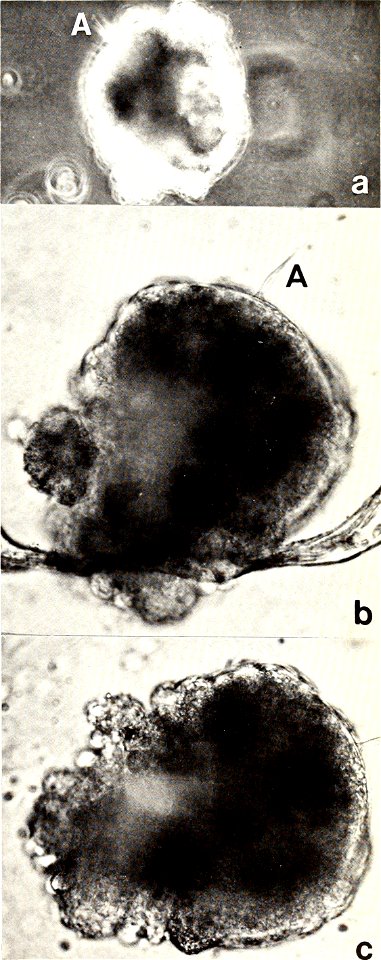 : American malacological bulletin
Identifier: americanmal4519861987amer (find matches)
Year: 1983 (1980s)
Authors: American Malacological Union
Subjects: Mollusks; Mollusks
Publisher: (Hattiesburg, Mi
