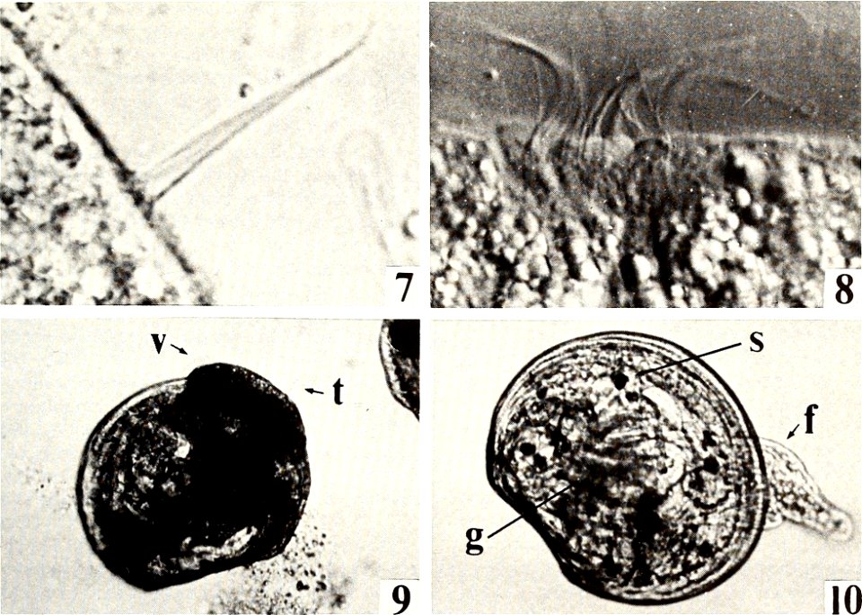 : American malacological bulletin
Identifier: americanmal4519861987amer (find matches)
Year: 1983 (1980s)
Authors: American Malacological Union
Subjects: Mollusks; Mollusks
Publisher: (Hattiesburg, Mi