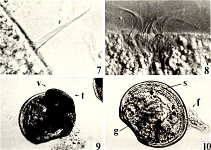 : American malacological bulletin
Identifier: americanmal4519861987amer (find matches)
Year: 1983 (1980s)
Authors: American Malacological Union
Subjects: Mollusks; Mollusks
Publisher: (Hattiesburg, Mi