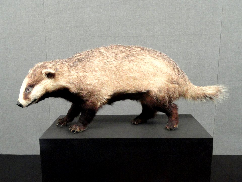 Taxidermy exhibit in the Kunming Natural History Museum of Zoology (昆明动物博物馆), Kunming, Yunnan, China.