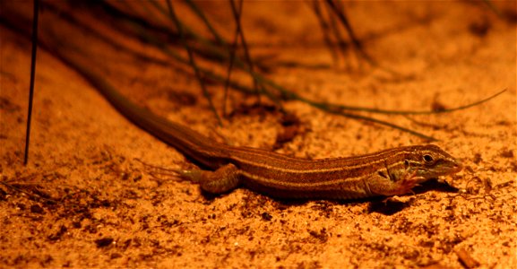 Desert Grassland Whiptail Lizard (w:Cnemidophorus uniparens), at the w:Buffalo Zoo