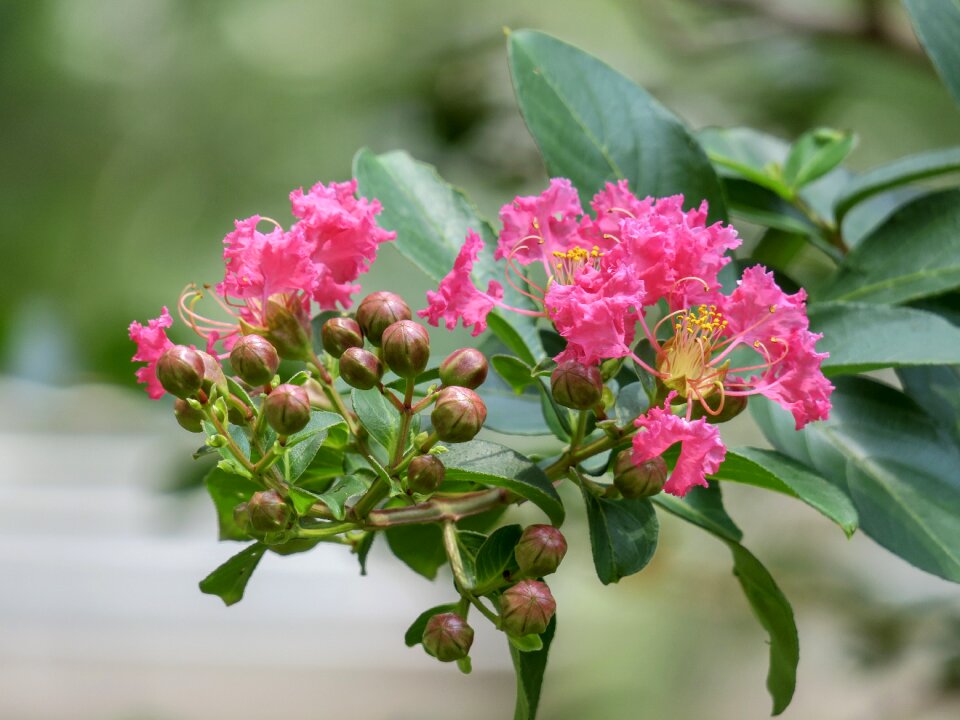 Wild flowers hua xie red