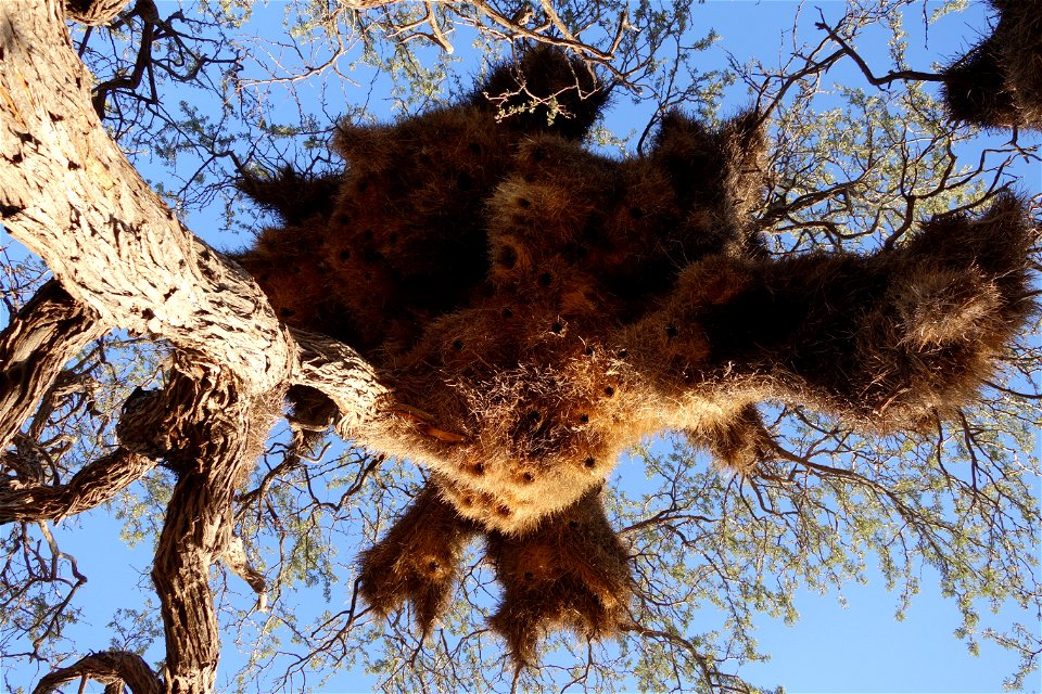 Namibia, Tivoli-Farm. Webervogel-Gemeinschaftsnest.