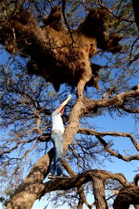 Namibia, Tivoli-Farm. Webervogel-Gemeinschaftsnest.
