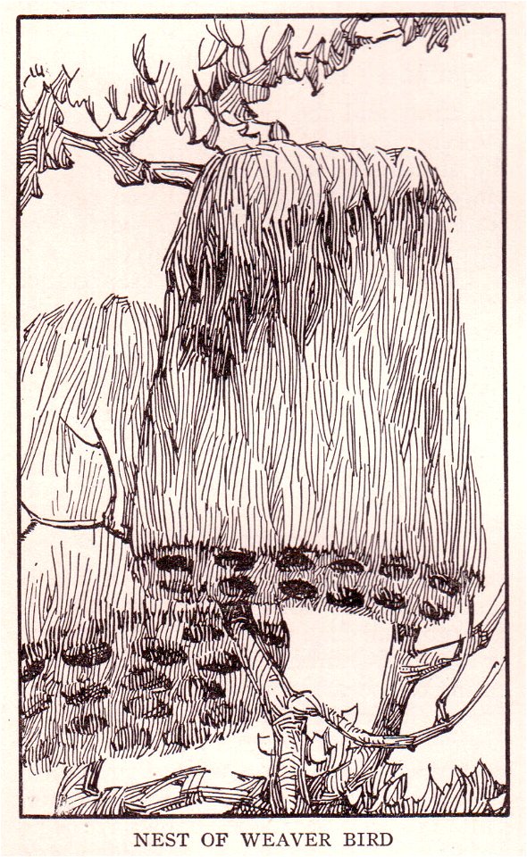  
This copyright free illustration of a Weaver Bird nest  is from page 3094. 
From the public domain book, The Home and School Reference Work  by The Home and School Education Society, copyright 