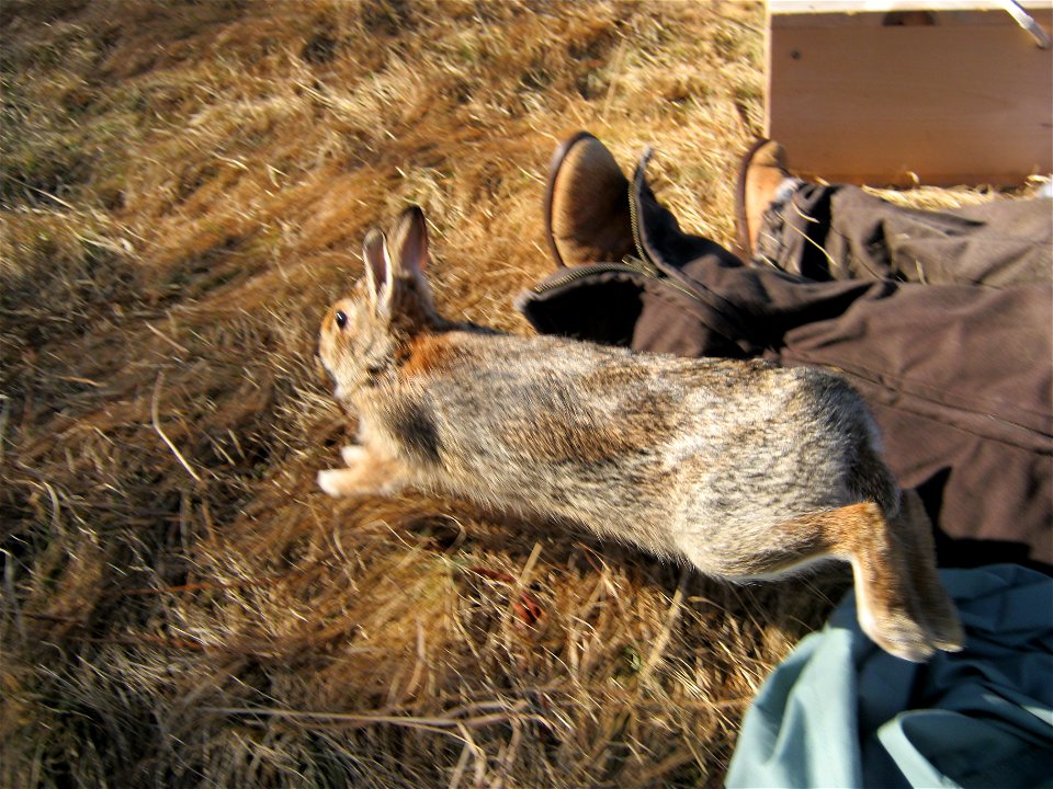 A cottontail returns to its home after being processed by Service staff.


Credit: USFWS