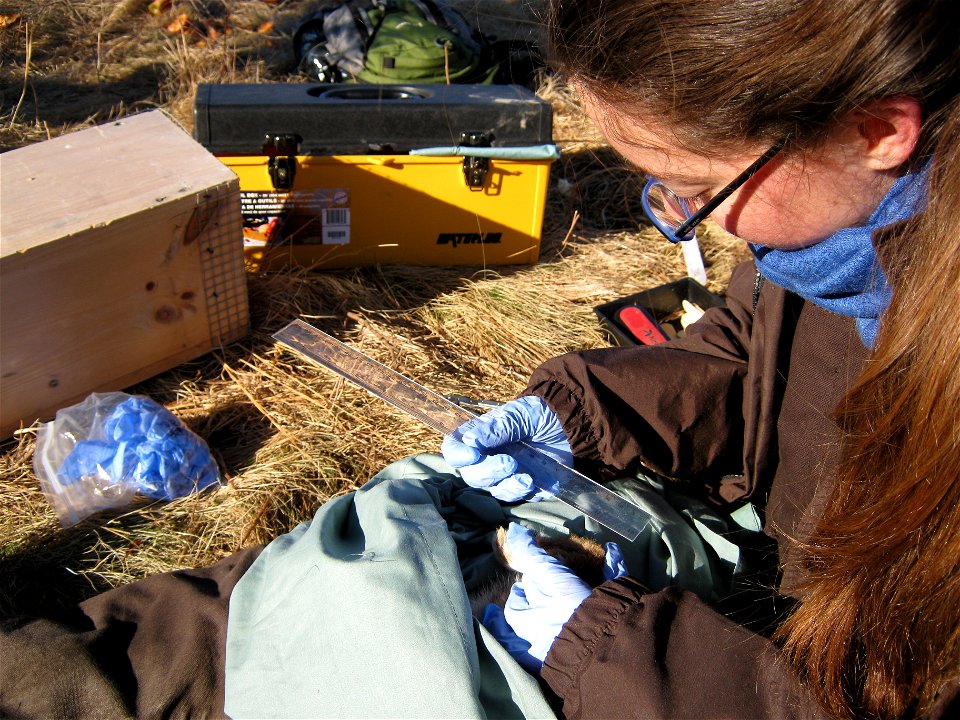 A Service wildlife intern takes measurements of the rabbit's ears. 


Credit: USFWS