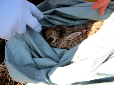 A cottontail that was trapped and is being quickly processed before being released back into its home. Credit: USFWS photo