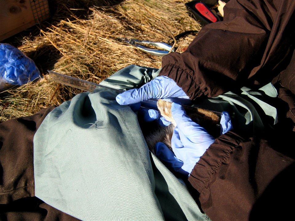 A Service wildlife intern takes measurements of the rabbit's ears. 


Credit: USFWS