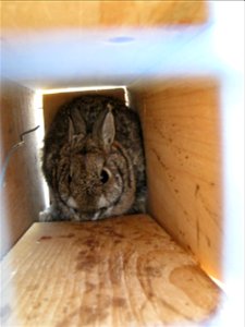 A cottontail that has been trapped for identification and will be released. Credit: USFWS photo