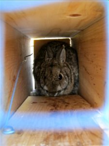 A cottontail that has been trapped for identification and will be released. Credit: USFWS photo
