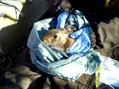 A cottontail that was trapped and is being quickly processed before being released back into its home. Credit: USFWS photo