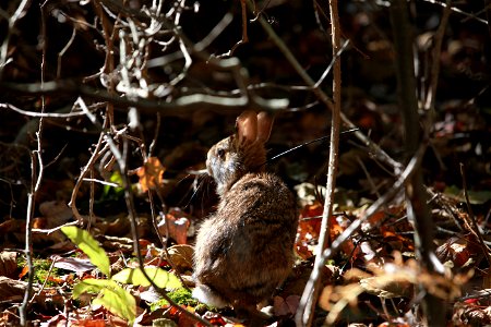 New England cottontails, the region's only native rabbit, are released to a rabbit sanctuary on Patience Island off the coast of Warwick, Rhode Island. The rare rabbits started their journey to the is photo