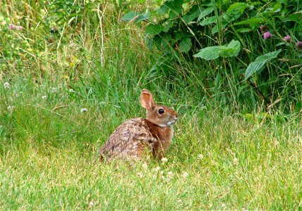 Image title: New England cottontail rabbit animal sylvilagus transitionalis
Image from Public domain images website, http://www.public-domain-image.com/full-image/fauna-animals-public-domain-images-pi
