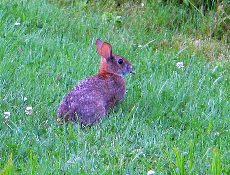 Image title: New england cottontain mammal sylvilagus transitionalis
Image from Public domain images website, http://www.public-domain-image.com/full-image/fauna-animals-public-domain-images-pictures/