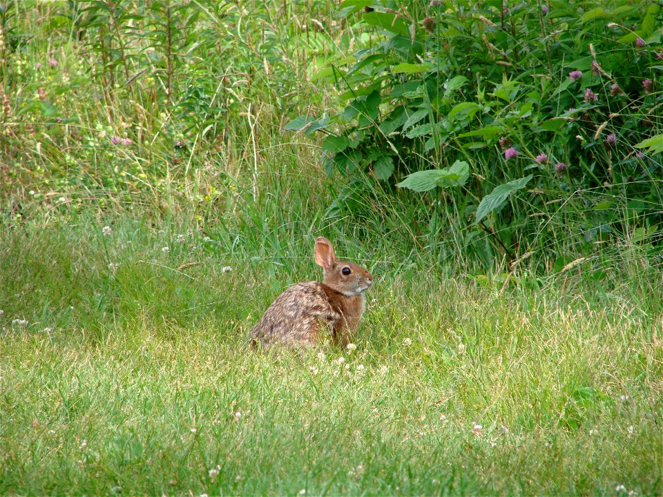 New England cottontail (Sylvilagus transitionalis) at Crescent Beach State Park in 2010.