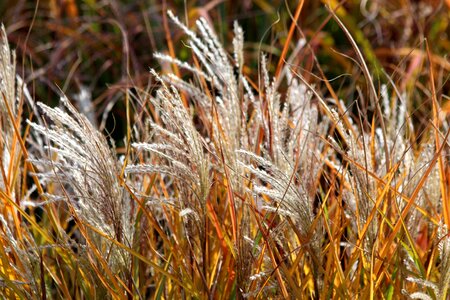 Nature landscape golden autumn
