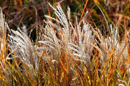 Nature landscape golden autumn photo