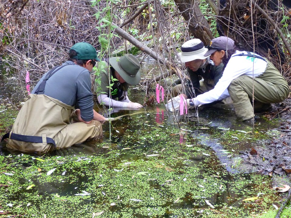 Biologists with the National Park Service and USGS carefully remove half of an egg mass to translocate to two undisclosed locations in the Santa Monica Mountains. Red-legged frogs haven't been seen in