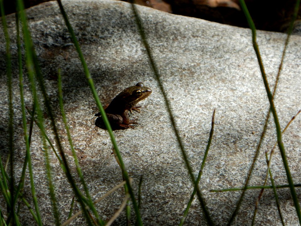 CA red-legged froglet