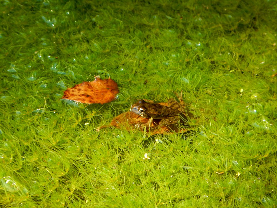 CA red-legged froglet