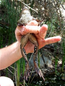 The California red-legged frog (Rana draytonii) was once a common species found in Southern California. They are no longer found within the Santa Monica Mountains, but a re-introduction effort is plan photo