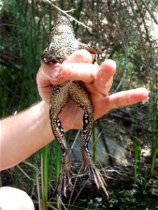 The California red-legged frog (Rana draytonii) was once a common species found in Southern California. They are no longer found within the Santa Monica Mountains, but a re-introduction effort is plan