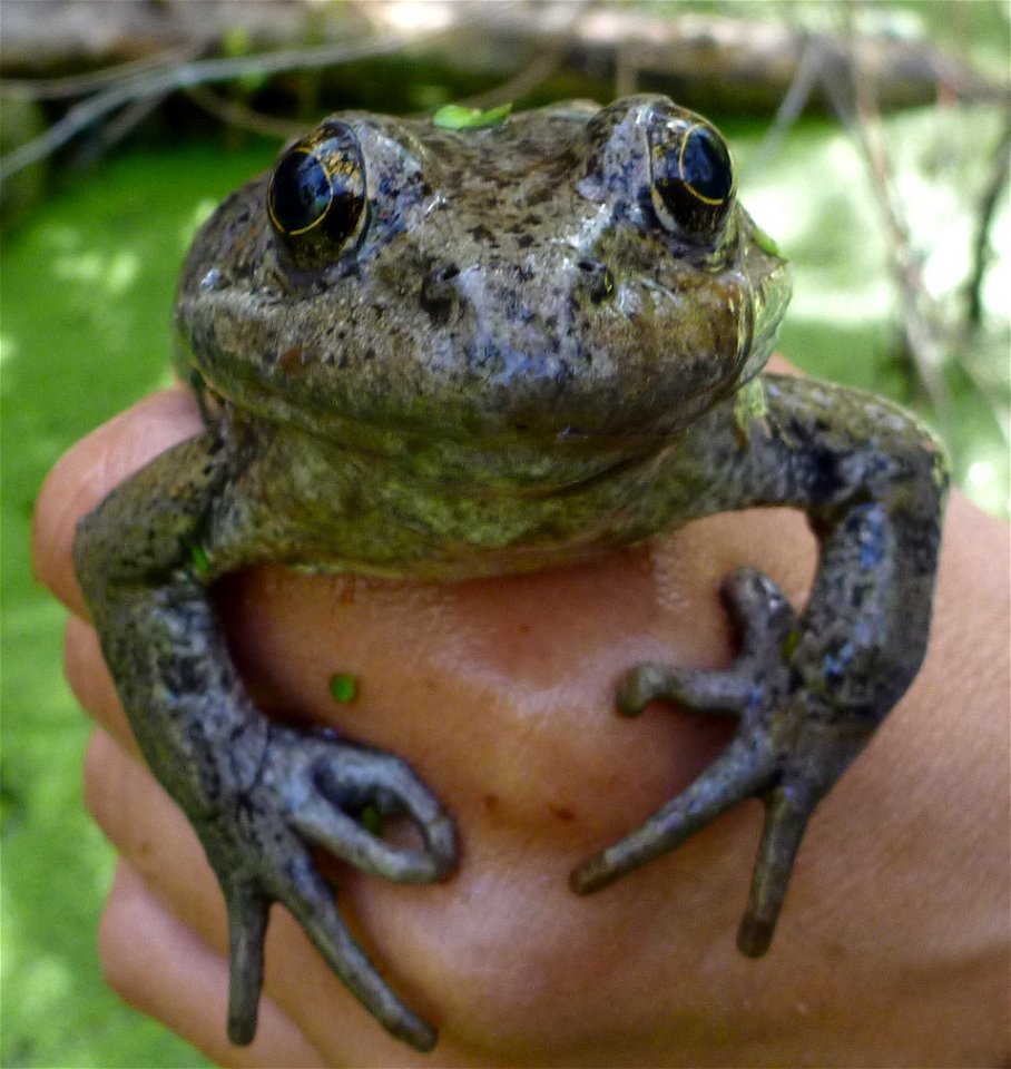 The California red-legged frog (Rana draytonii) was once a common species found in Southern California.