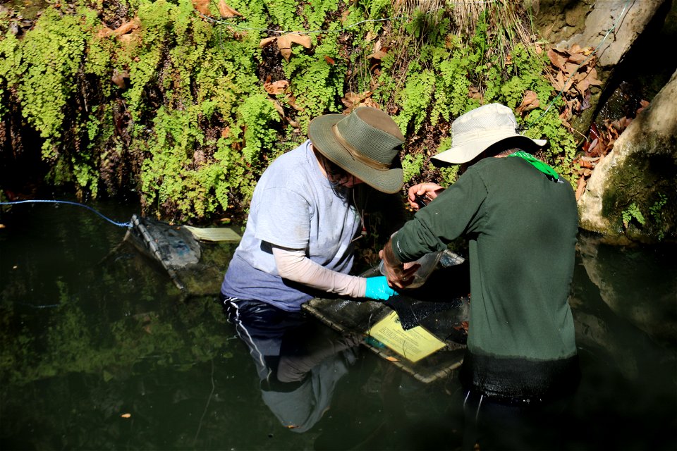 Biologists transfer a partial California red-legged frog egg mass from a in the Santa Monica Mountains.