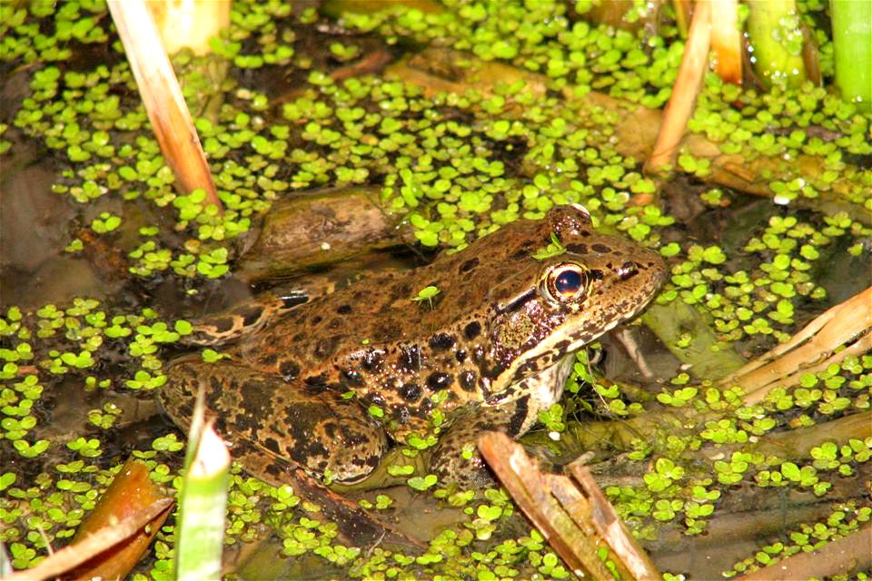 California red-legged frog