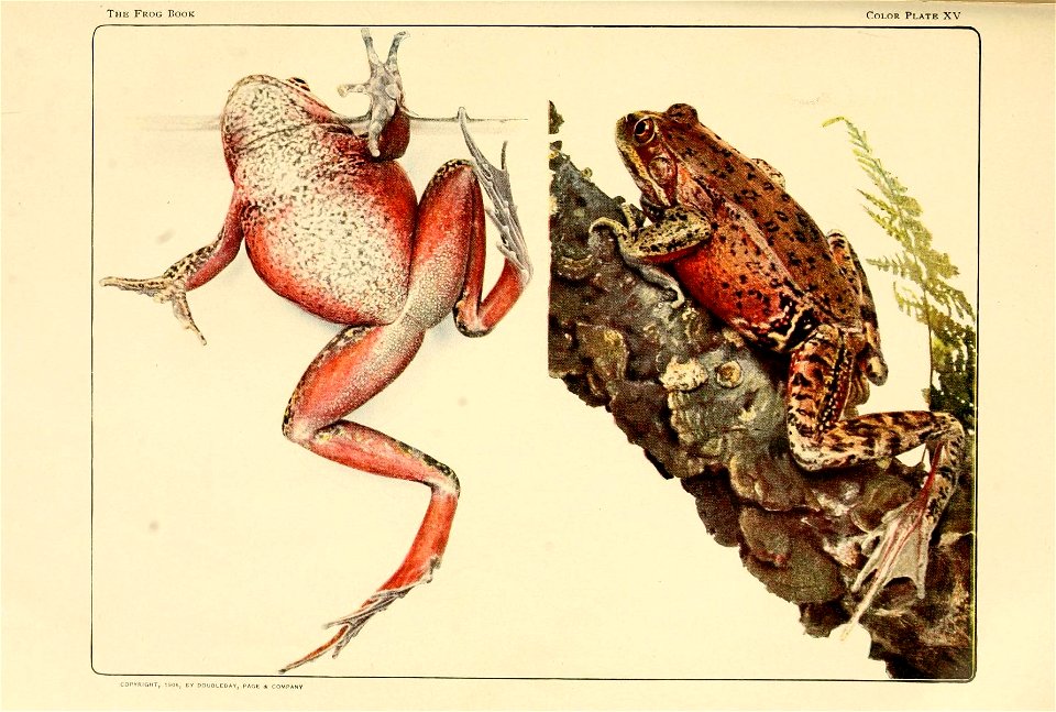 Rana draytonii Bd. and Gird. Female, four or five years old. South San Francisco, Cal. Photographed to show the coloring of the upper and under surfaces. The frog at the left is in water.