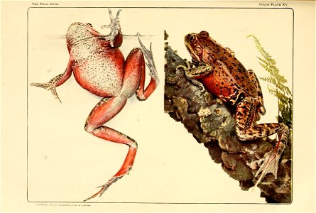 Rana draytonii Bd. and Gird. Female, four or five years old. South San Francisco, Cal. Photographed to show the coloring of the upper and under surfaces. The frog at the left is in water.