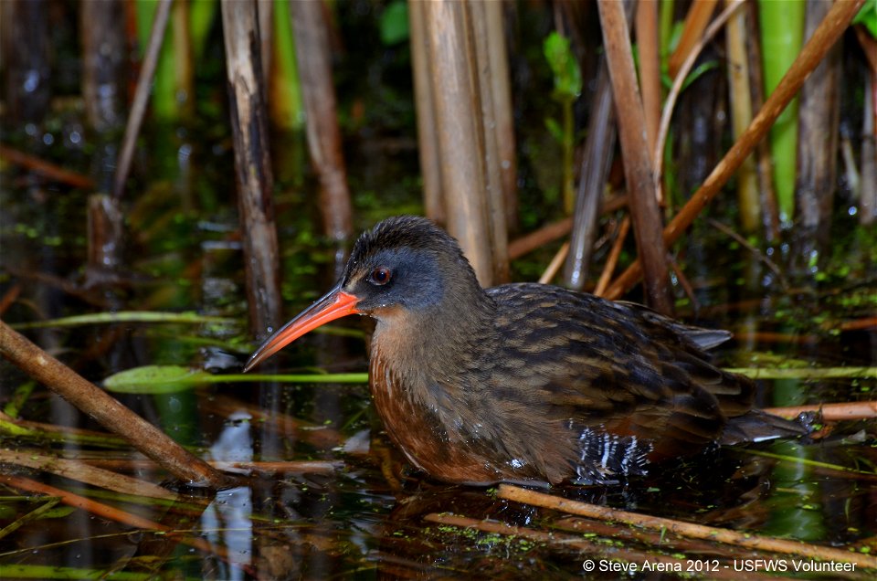 Virginia rail at Great Meadows National Wildlife Refuge.


Credit: Steve Arena/USFWS