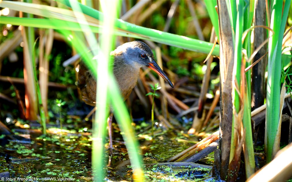 Virginia Rail, Great Meadows National Wildlife Refuge, Concord, MA

Credit:  Steve Arena/USFWS


29 May 2015