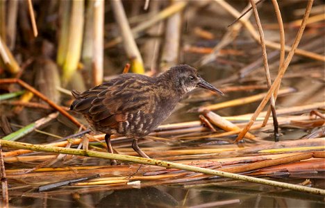 K. Theule / USFWS