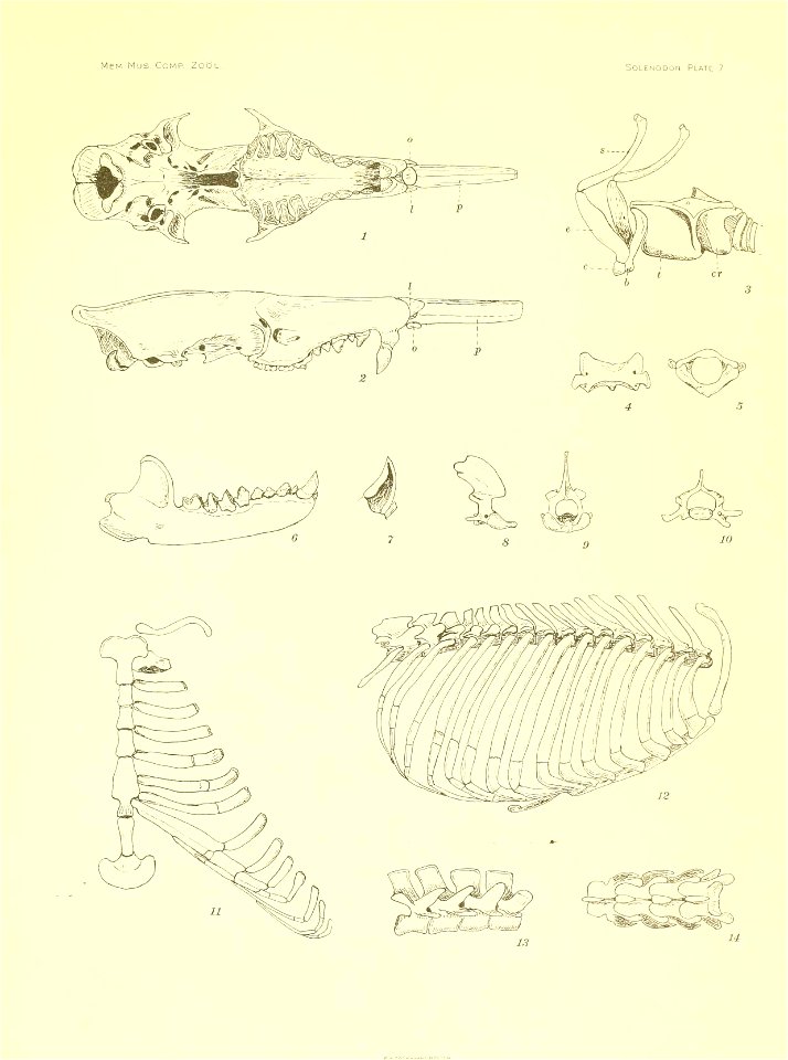 Mem Mus. CoMP. Zool. 
SoLENODON Plate 7 
Ciri?^ 

C A COCMAVAHE.BO5T0M