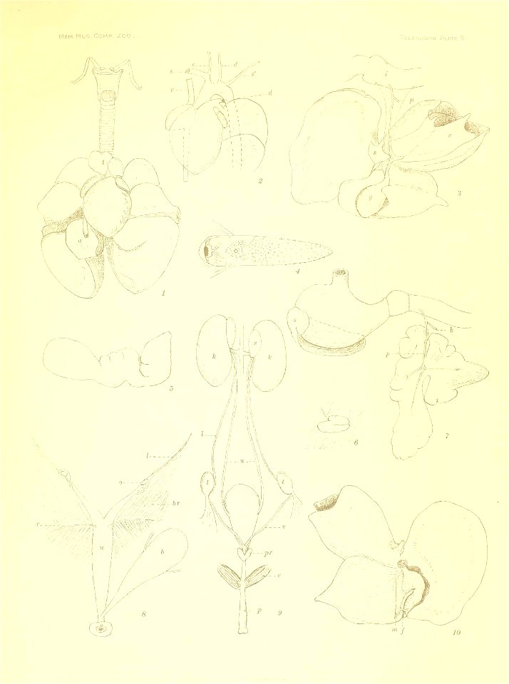 Mem Mus- CoMP. ZoOl. 

SoLENODON Plate 9