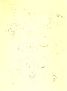 Mem Mus- CoMP. ZoOl. 

SoLENODON Plate 9