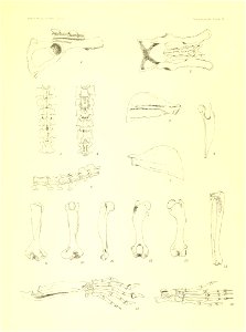 Mem Mus.Comr Zool. 
SoLENODON Plate 8 

e A corwA-rflf e,ao5TOH