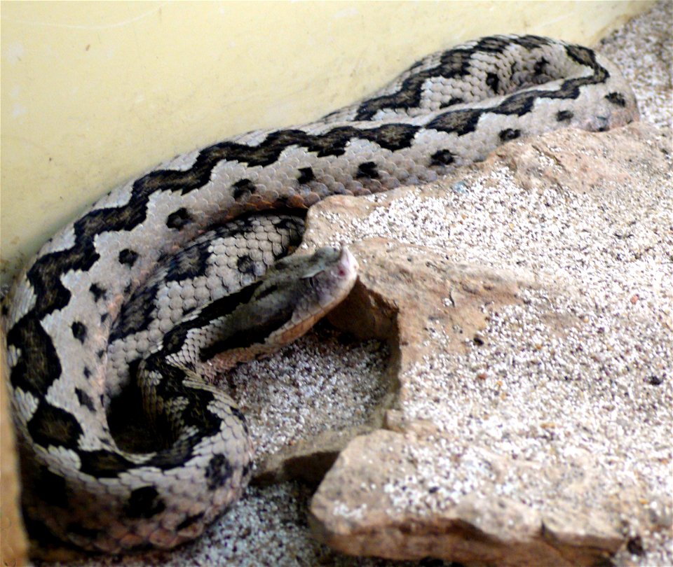 Lataste's viper (Vipera latastei)
