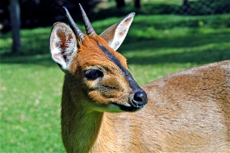 Mount Kenya Wildlife Conservancy. http://www.animalorphanagekenya.org Released to public domain. photo