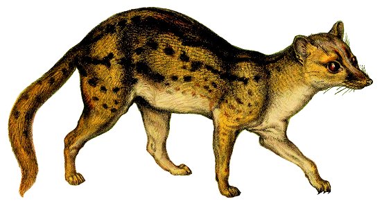 Fanaloka illustration