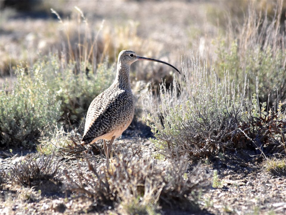 A long-billed curlew stops to rest on Seedskadee National Wildlife Refuge.   It was a very windy day with gusts over 40 mph, and this curlew was flying straight into a head wind when it coasted down a
